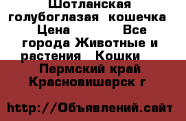 Шотланская голубоглазая  кошечка › Цена ­ 5 000 - Все города Животные и растения » Кошки   . Пермский край,Красновишерск г.